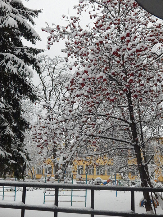 рябина в снегу